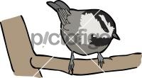 Mountain Chickadee