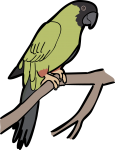 Nanday Parakeet