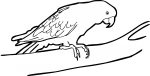 Nanday Parakeet freehand drawings
