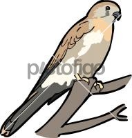 Nankeen Kestrel