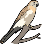 Nankeen Kestrel freehand drawings