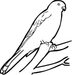 Nankeen Kestrel freehand drawings