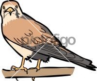 Nankeen Kestrel