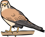 Nankeen Kestrel freehand drawings