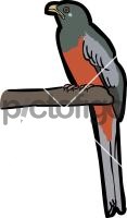 Narina Trogon