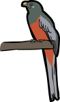 Narina Trogon