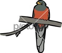 Narina Trogon