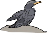 Neotropic Cormorant