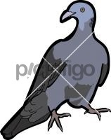 Nilgiri Wood PigeonFreehand Image