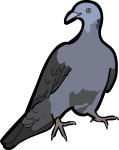 Nilgiri Wood Pigeon