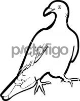 Nilgiri Wood PigeonFreehand Image