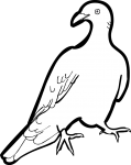 Nilgiri Wood Pigeon freehand drawings