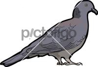 Nilgiri Wood Pigeon