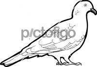 Nilgiri Wood PigeonFreehand Image