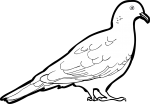 Nilgiri Wood Pigeon freehand drawings