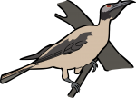 Noisy Friarbird