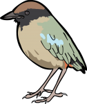 Noisy Pitta