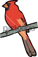 Northern Cardinal