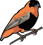 Northern Red Bishop