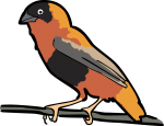 Northern Red Bishop