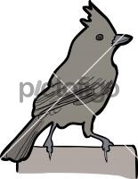 Oak TitmouseFreehand Image