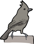 Oak Titmouse