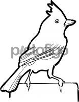 Oak Titmouse