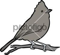 Oak Titmouse