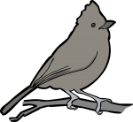 Oak Titmouse