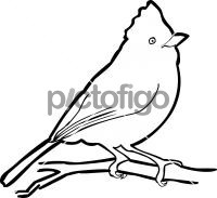 Oak Titmouse