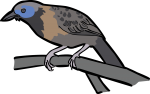 Ocellated Antbird