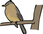 Ochraceous Pewee