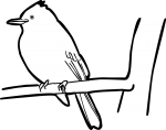Ochraceous Pewee freehand drawings