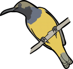 Olive backed  Sunbird