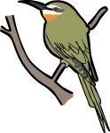 Olive Bee Eater freehand drawings