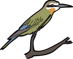 Olive Bee Eater