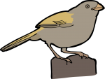 Olive Sparrow