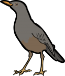 Olive Thrush