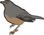 Olive Thrush freehand drawings