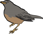 Olive Thrush