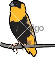 Orange Weaver