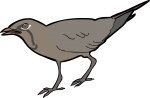 Oriental Pratincole