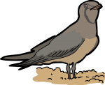 Oriental Pratincole freehand drawings