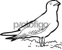 Oriental Pratincole