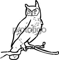 OwlFreehand Image