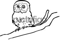 OwlFreehand Image