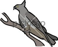 Pacific BazaFreehand Image