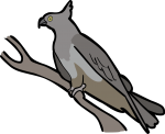 Pacific Baza