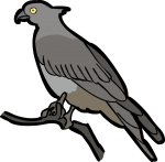 Pacific Baza