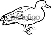 Pacific Black DuckFreehand Image